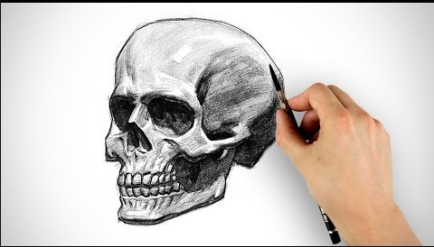 Drawing:Oldj_7nsvxk= Skull