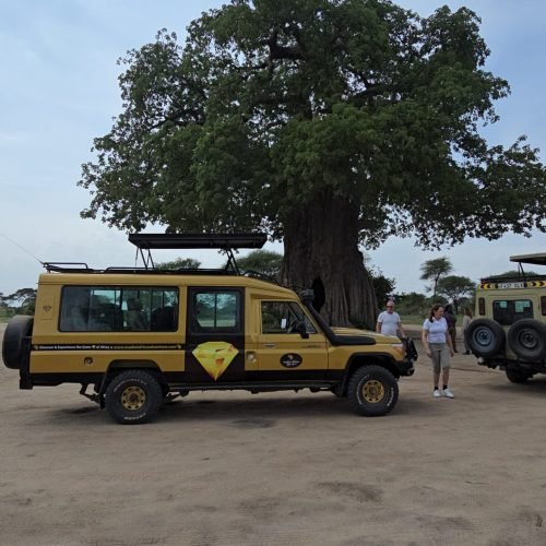 Big Five Safari in Tanzania: Where and How to See Them