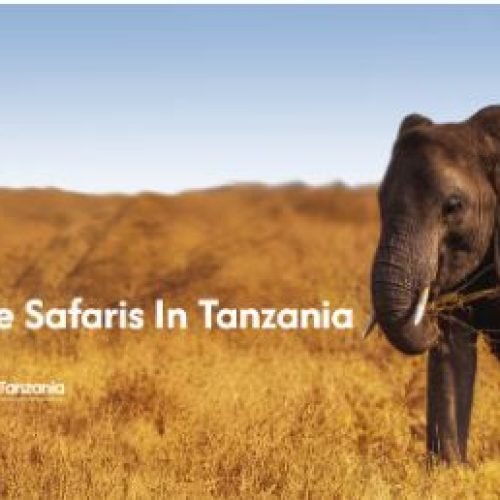 Big Five Safari in Tanzania: Where and How to See Them