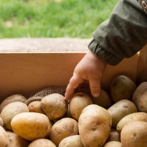 Potato Tuberworm Control