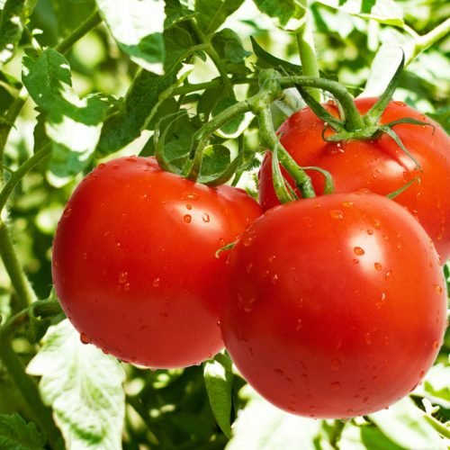 Biological Control of Silverleaf Whitefly on Tomato: Organic Farming Tips and Ideas for Farmers